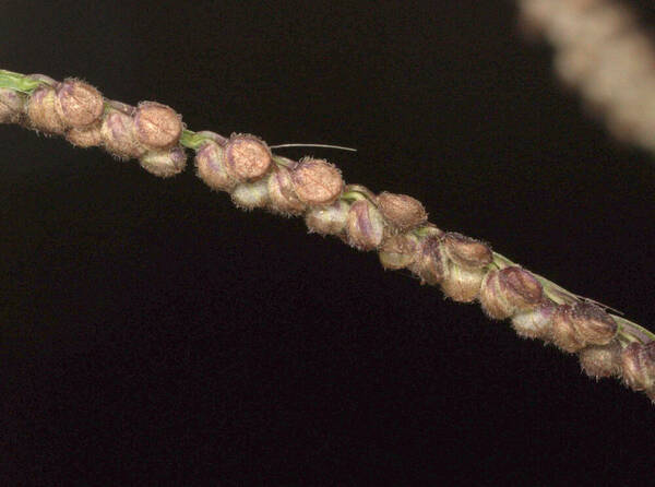 Paspalum paniculatum Spikelets