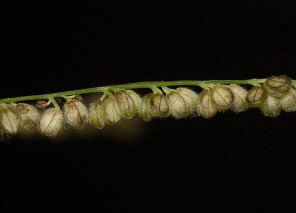 Paspalum paniculatum Spikelets