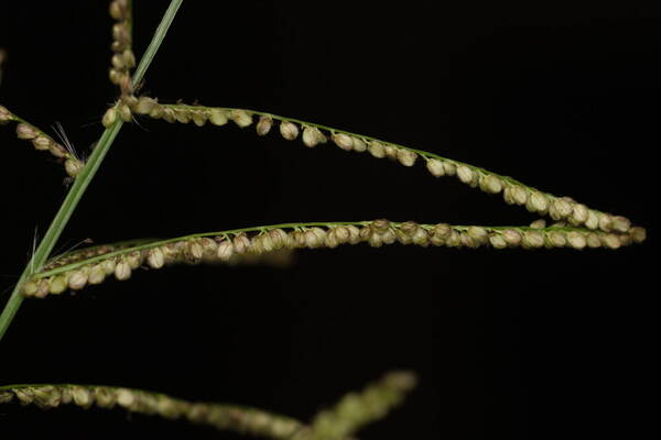 Paspalum paniculatum Spikelets