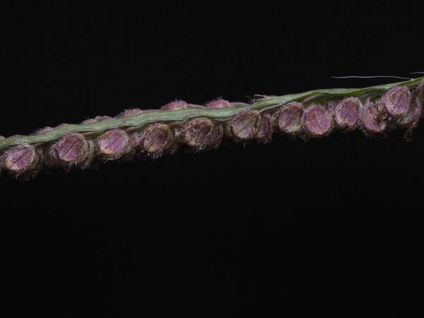 Paspalum paniculatum Spikelets