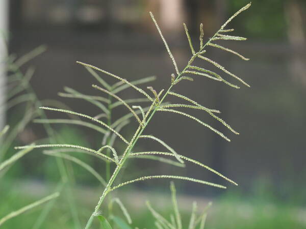 Paspalum paniculatum Inflorescence