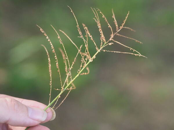 Paspalum paniculatum Inflorescence