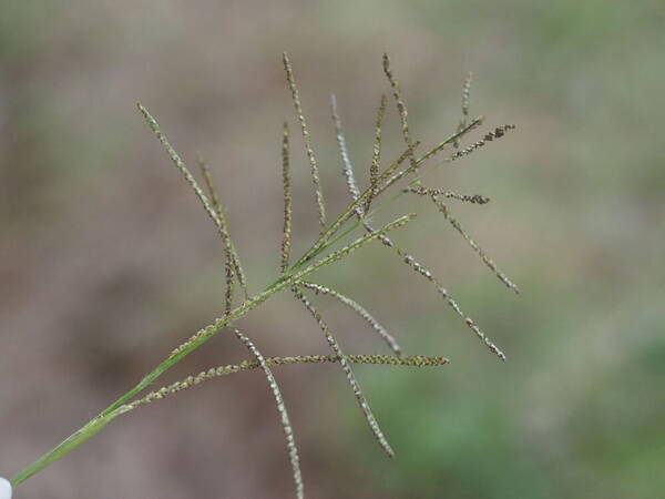 Paspalum paniculatum Inflorescence