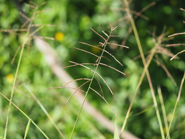 Paspalum paniculatum Inflorescence