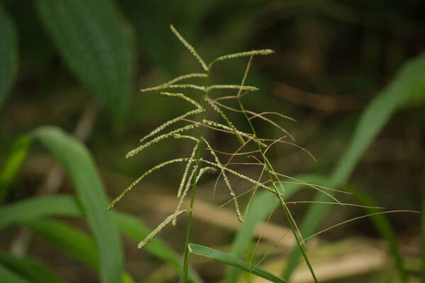 Paspalum paniculatum Inflorescence