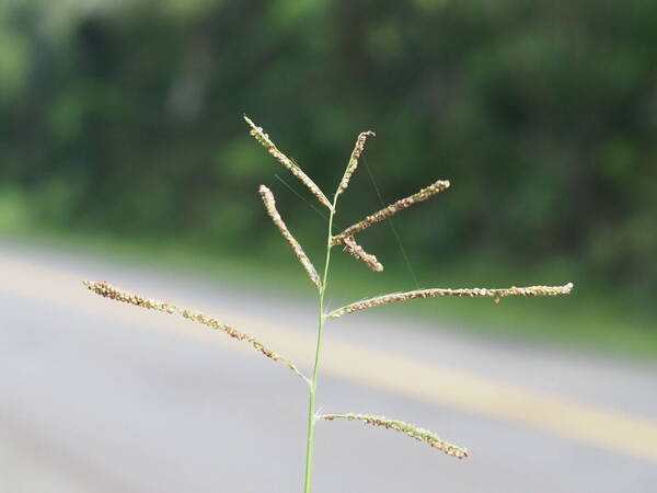 Paspalum paniculatum Inflorescence