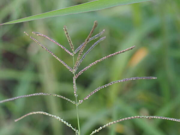 Paspalum paniculatum Inflorescence