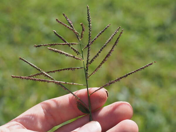 Paspalum paniculatum Inflorescence