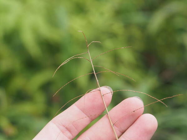 Paspalum paniculatum Inflorescence