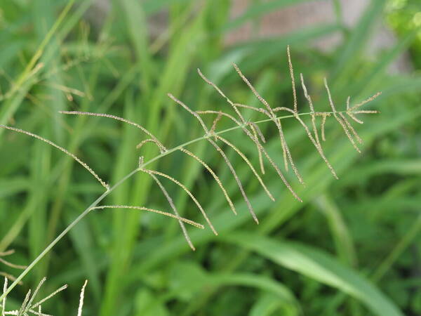 Paspalum paniculatum Inflorescence