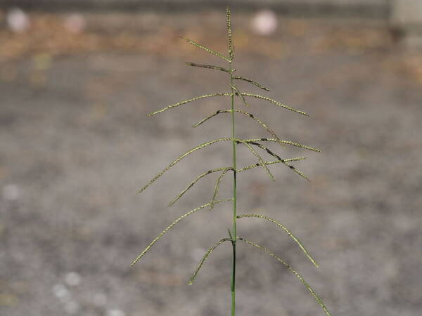 Paspalum paniculatum Inflorescence