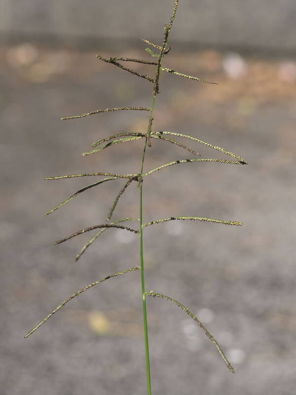 Paspalum paniculatum Inflorescence