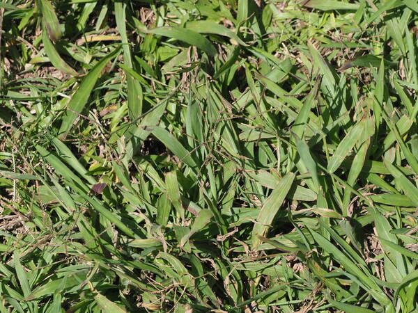 Paspalum paniculatum Plant