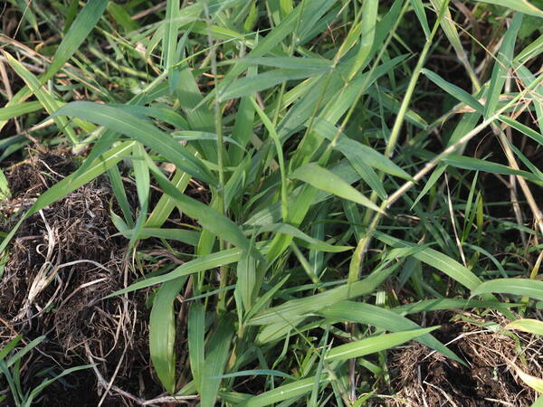 Paspalum paniculatum Plant