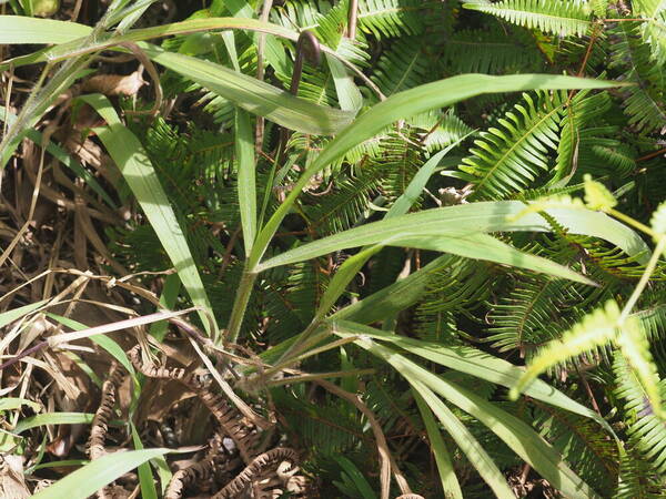 Paspalum paniculatum Plant