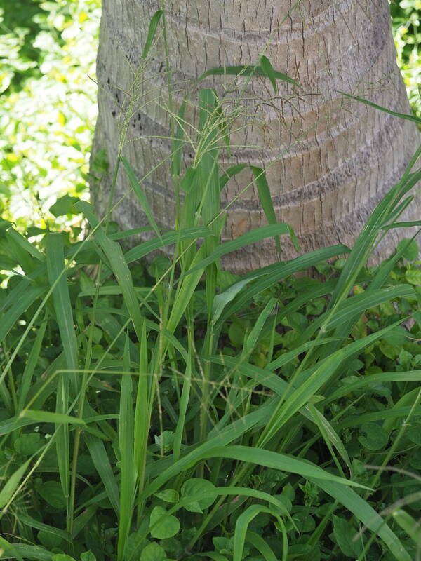 Paspalum paniculatum Plant