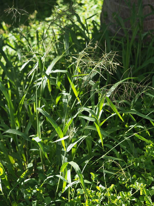 Paspalum paniculatum Plant