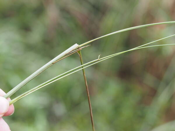 Paspalum pilosum Axillary inflorescence