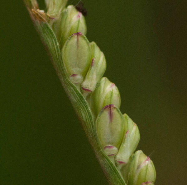 Paspalum pilosum Spikelets