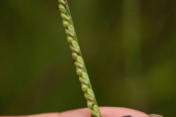 Paspalum pilosum Spikelets