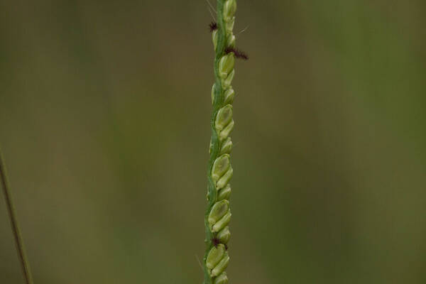 Paspalum pilosum Spikelets