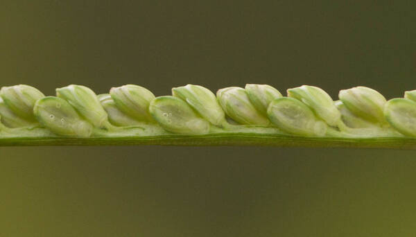 Paspalum pilosum Spikelets