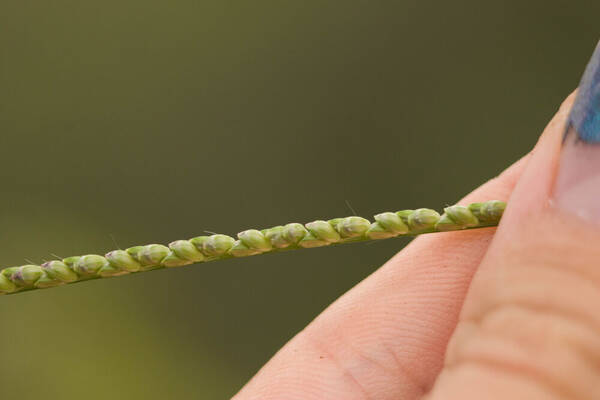 Paspalum pilosum Spikelets