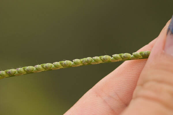 Paspalum pilosum Spikelets