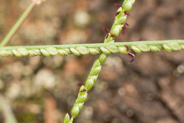 Paspalum pilosum Spikelets