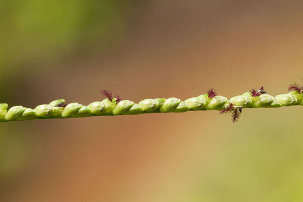 Paspalum pilosum Spikelets