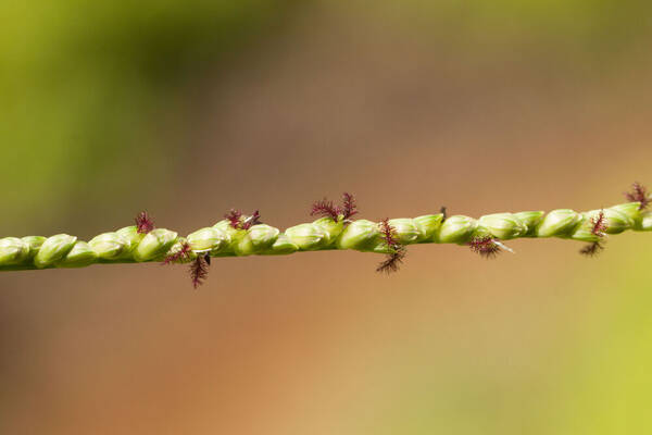 Paspalum pilosum Spikelets