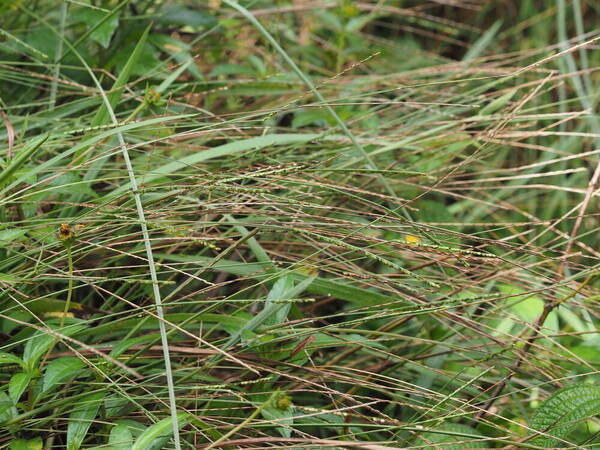 Paspalum pilosum Habit