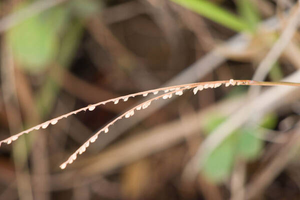 Paspalum pilosum Inflorescence