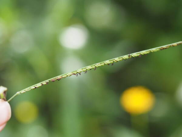 Paspalum pilosum Inflorescence