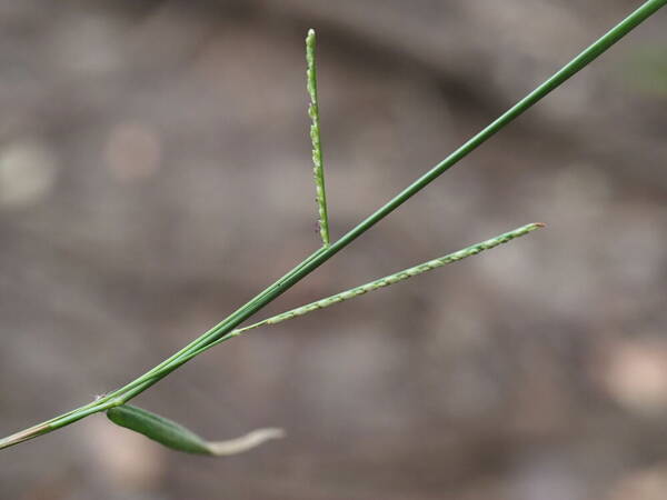 Paspalum pilosum Inflorescence