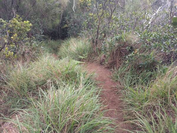 Paspalum pilosum Landscape