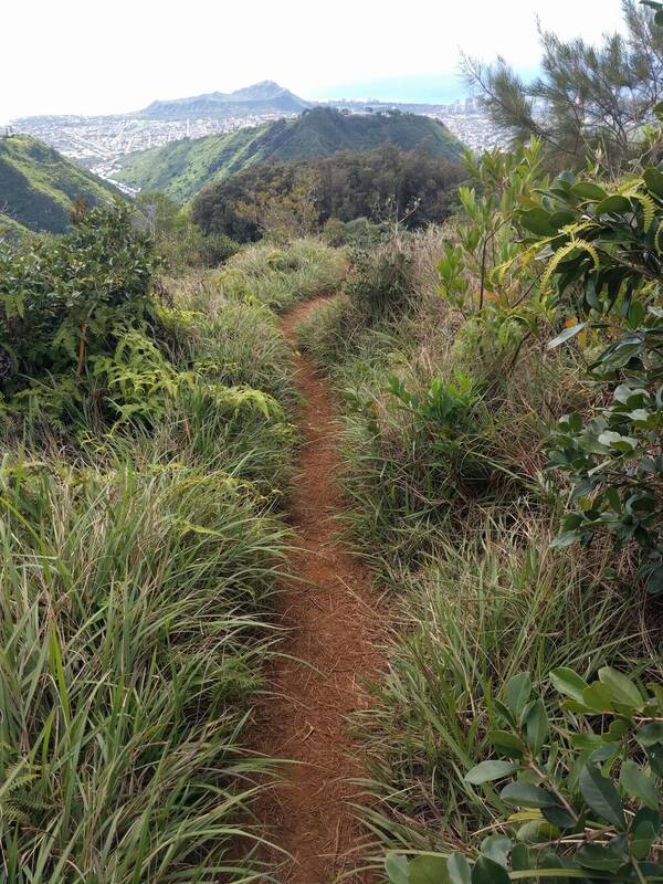 Paspalum pilosum Landscape