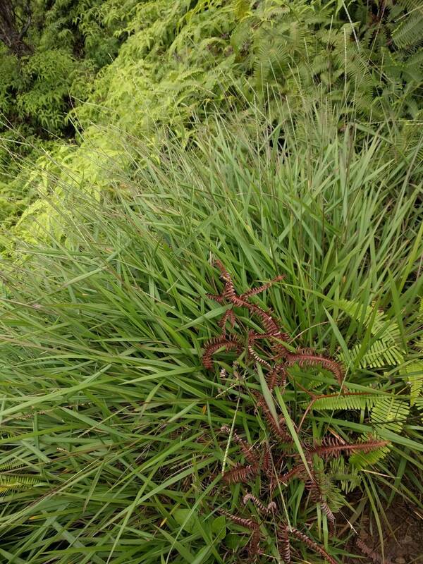 Paspalum pilosum Plant