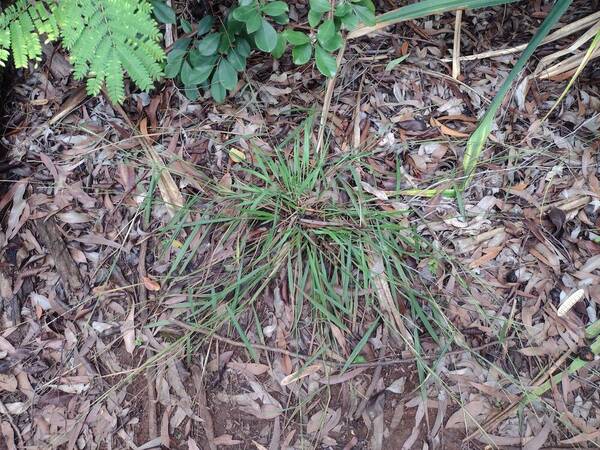 Paspalum pilosum Plant