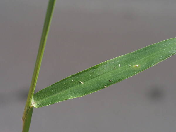 Paspalum plicatulum Collar