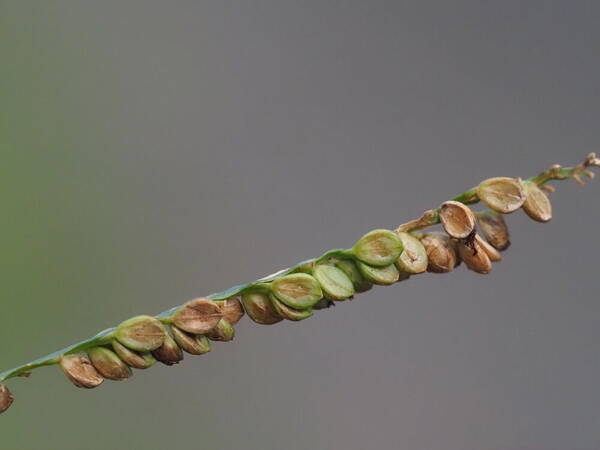 Paspalum plicatulum Spikelets