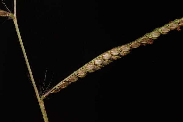 Paspalum plicatulum Spikelets