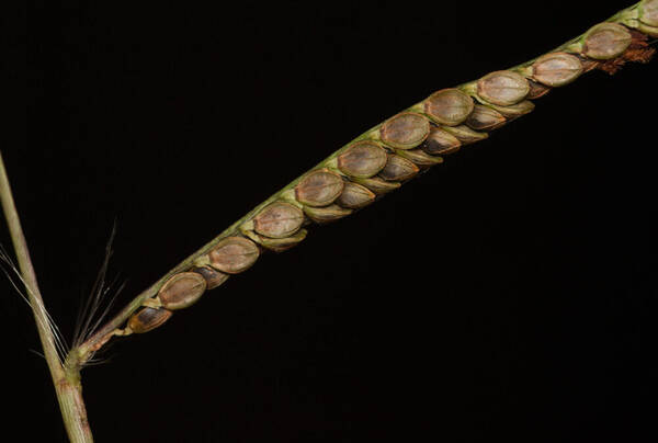 Paspalum plicatulum Spikelets