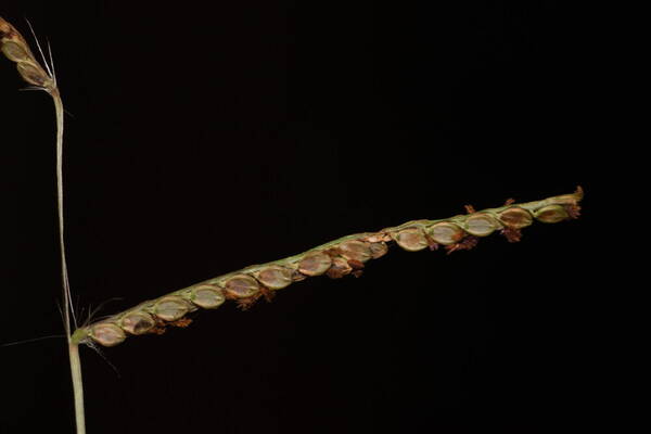 Paspalum plicatulum Spikelets