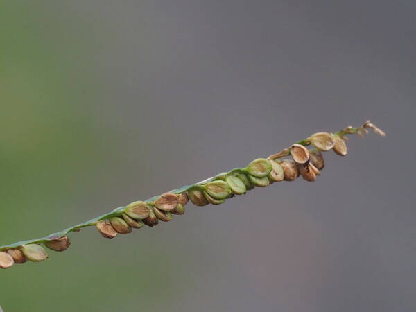 Paspalum plicatulum Spikelets