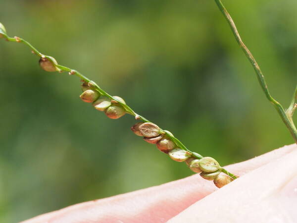 Paspalum plicatulum Spikelets