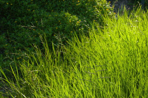 Paspalum plicatulum Habit