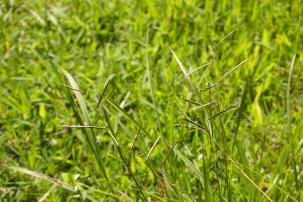 Paspalum plicatulum Habit