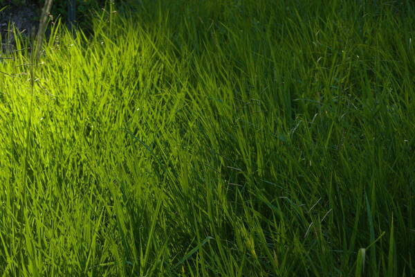 Paspalum plicatulum Habit