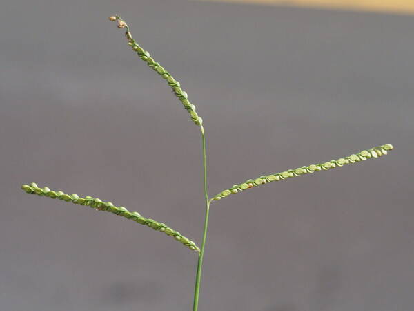 Paspalum plicatulum Inflorescence